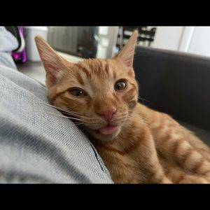 Meet your Posher, Josh